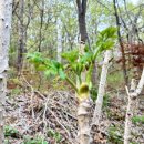 한스메디팜 이미지