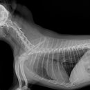 늘사랑 양한방 동물병원 이미지