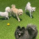 하이댕스 이미지