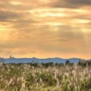 영산강서창들녘억새길 이미지