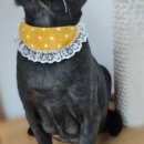 김냐옹 미용실 이미지