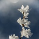 얼음꽃 / 한강 - 〈&#39;노벨 문학상&#39; 수상을 축하합니다〉 이미지