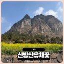 유채와바다 | 봄 제주 이 풍경은 꼭 봐야 해요 산방산 근처 유채꽃 후기