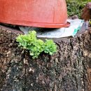 그루터기 이미지