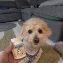 팡팡몰 | 강아지면역력영양제 팡팡펫공식몰에서 유산균 프로바이오틱스 후기