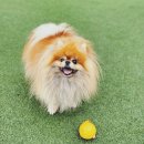 댕글라이프 이미지