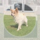 행복쉼터 | 안성 고양이파양 천국일까? 행복냥이쉼터 유기묘분양 후기