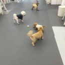 에덴유치원 | 애견 유치원 호텔 믿고 맡긴 하루 에덴애견유치원호텔 후기 남겨봐요