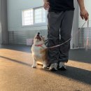 올 마스터 독 이미지