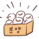 부성공조 이미지