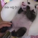 돼지만판다