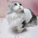 오뜨독스