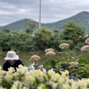 신안섬투어2일차/도초도(자산어보세트장-팽나무길-시목해변-메타세콰이어가로수길)비금도(하트해변-명사십리해변2024.6.27 이미지