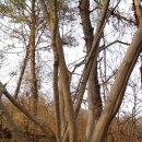 임실성미산성 이미지