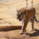 백두상가 이미지