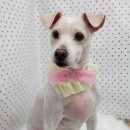 펫피파니 이미지