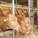 종식농장 | 구제역 출하 지연 위기? 단순 사료 절감이 '등급 하락'이라는 더 큰 손실을 부를 수 있습니다!