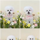 송댕송댕 이미지