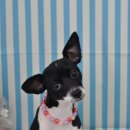 스누피 펫살롱 이미지