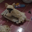 하당 이미지