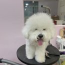 천사펫하우스 이미지