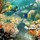 오스트레일리아, Great Barrier Reef (대보초) 이미지
