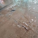 안산천서로 이미지