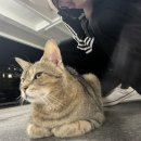 개강아 오지마라