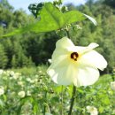 오선농장 이미지