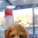 펫파크 동백점 이미지