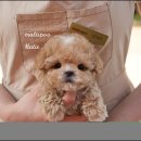 퍼피라이프 이미지