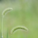 강아지풀 이미지