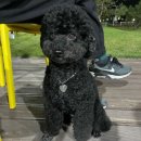 빼로(perro) 네이버블로그