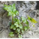 창녕 오여정 이미지