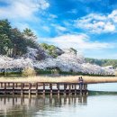 경포호~신사임당길~오죽헌=여름만 유명한 줄 알았지?&#34; 봄에도 꼭 가봐야 할 국내 여행지 이미지