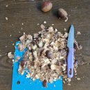 10월 22일(수) 가리왕산 뮤직 페스티벌이 25일 개최 및 그외 정선 소식 이미지