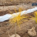 황금수퍼 이미지