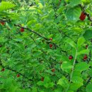 케이제이팜 이미지