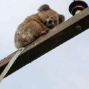 꽐라만취 이미지