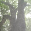 숲속의 제왕, 신갈나무의 "운명"... 이미지