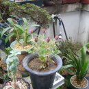 백중약국 이미지