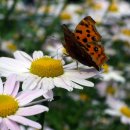 5회, 구절초 가을정모 나들이 댓글달기 이미지