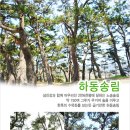 지리산 피아골단풍 연곡사/함양상림/광한루원/하동송림 이미지