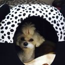 교촌치킨 지저불로점