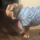 삐돌이네 이미지