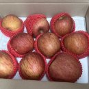 상주시 조합공동사업법인 | 문경시조합공동사업법인 부사 못난이사과ㅣ아삭한 식감과 높은 당도 가정용사과 후기