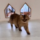 캣플헤븐 앨리웨이 광교점 | 깔끔한 고양이 카페 광교 캣플헤븐