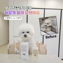 세정축산 | 우리집 비숑이 새하얗게 다시 태어난 썰(feat. 스탬푸드 도그 스킨 밸런싱 샴푸)