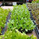 수원종묘농약사 이미지