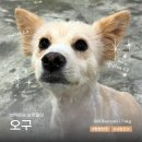 오구오구 Daum카페